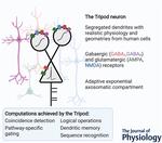 The Tripod neuron: a minimal structural reduction of the dendritic tree
